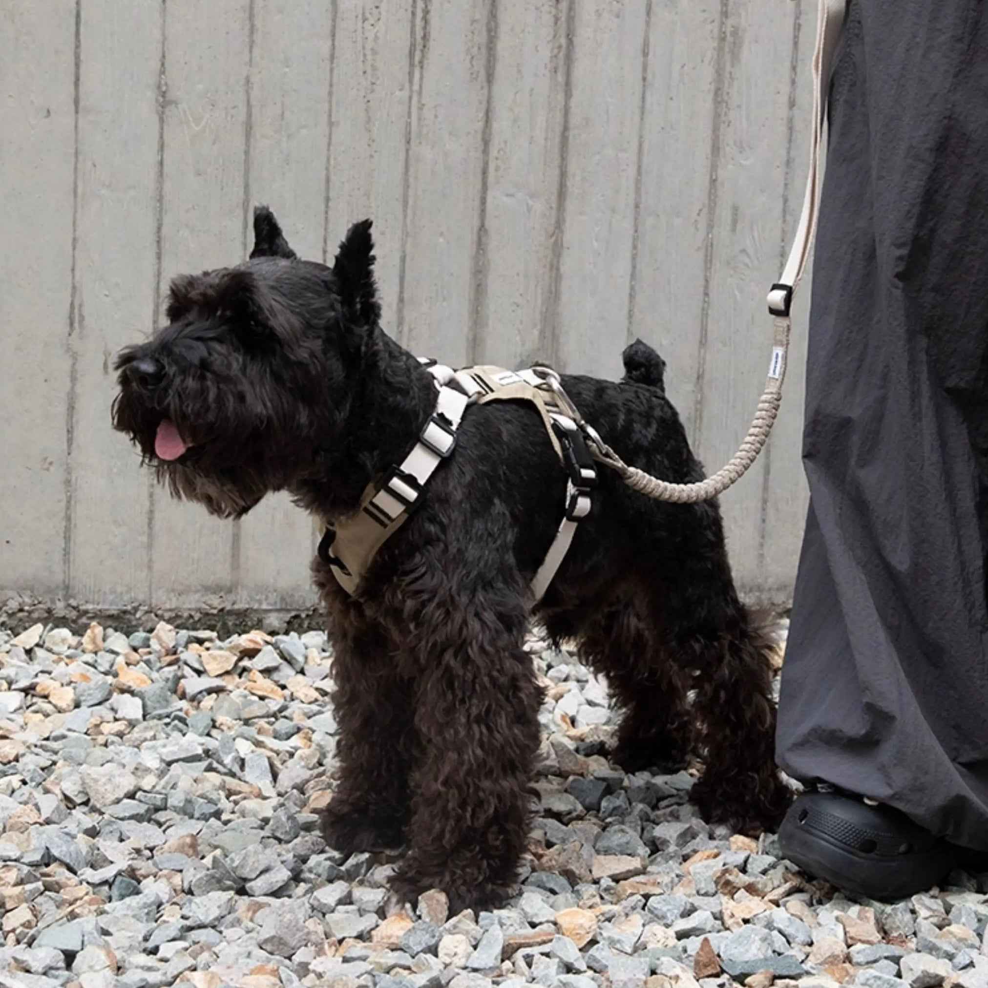 Pettorina Antitrazione per Cani – Ergonomica e Traspirante