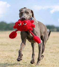 Red Crab Pet Toy – Bright, Durable & Perfect for Playtime - Paw Charge