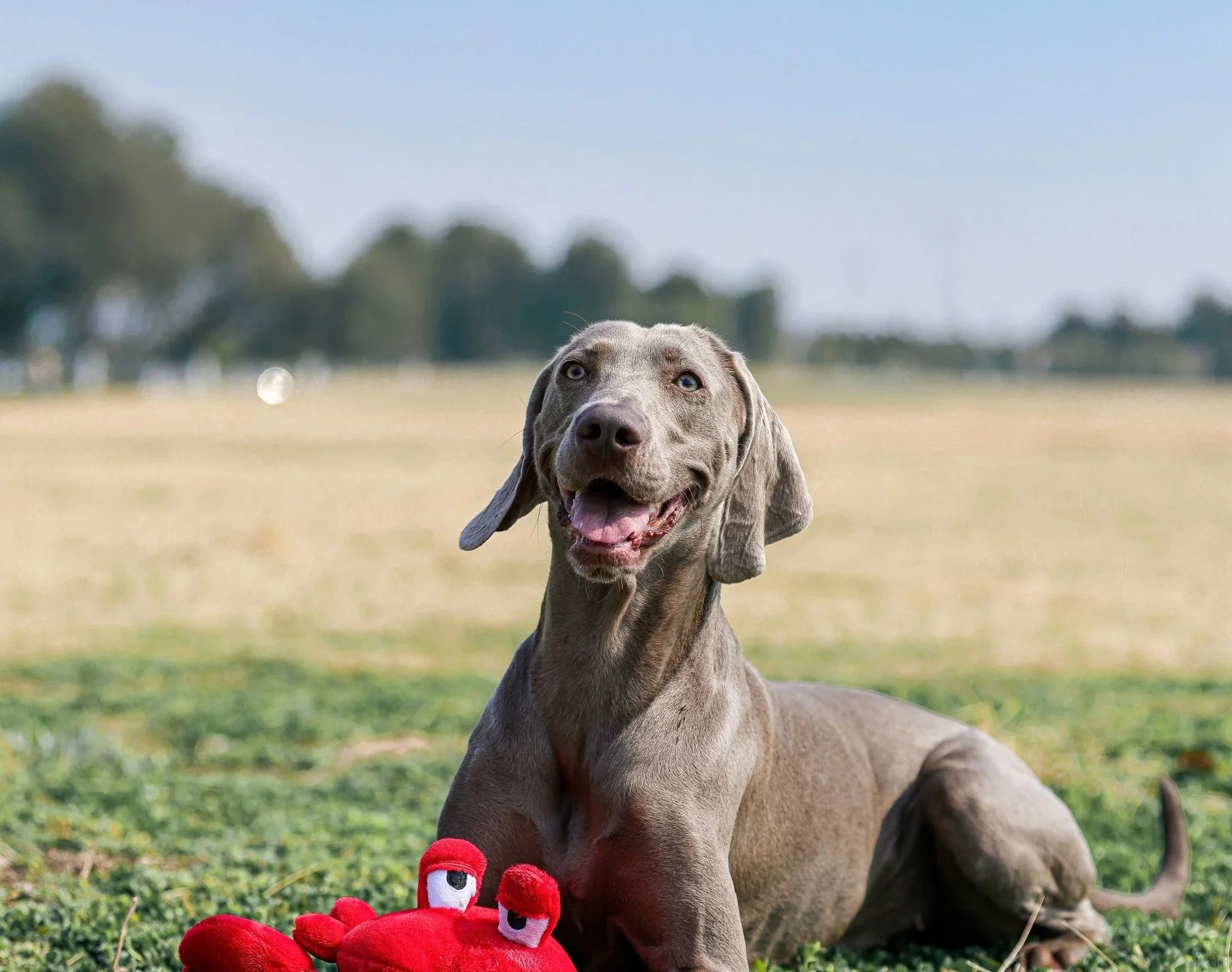 Red Crab Pet Toy – Bright, Durable & Perfect for Playtime - Paw Charge