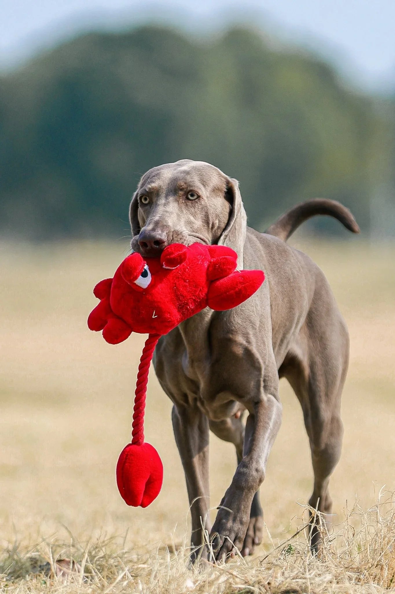 Red Crab Pet Toy – Bright, Durable & Perfect for Playtime - Paw Charge