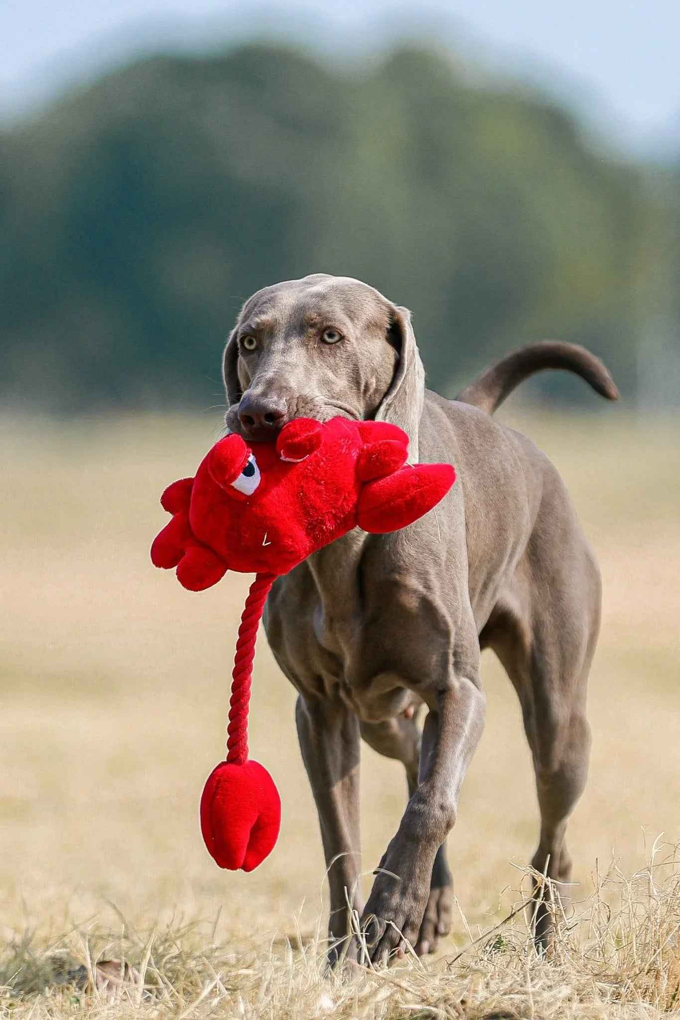 Giocattolo Pet Granchio Rosso – Vivace, Resistente e Perfetto per il Gioco