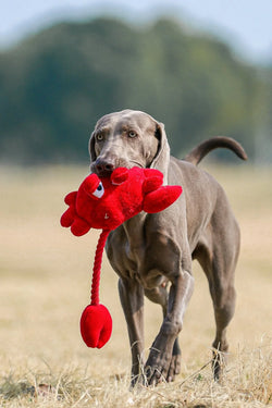 Red Crab Pet Toy – Bright, Durable & Perfect for Playtime - Paw Charge
