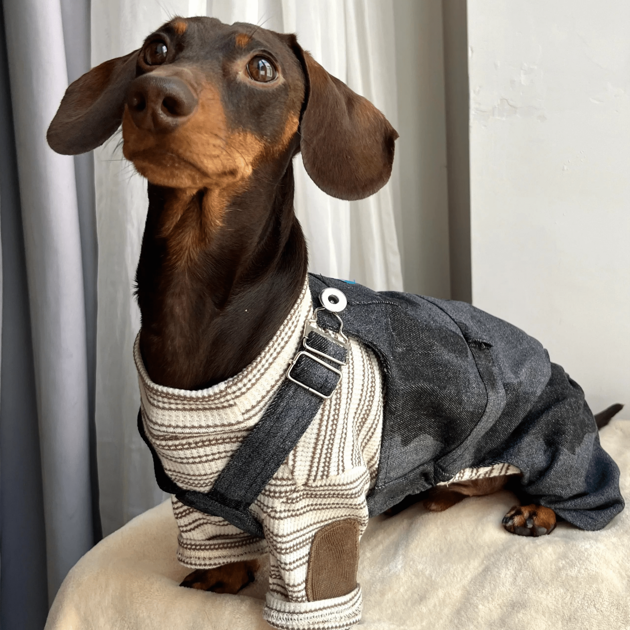 Salopette in Denim Sbiadito Blu Scuro per Animali – Regolabile, Resistente e Traspirante - Paw Charge