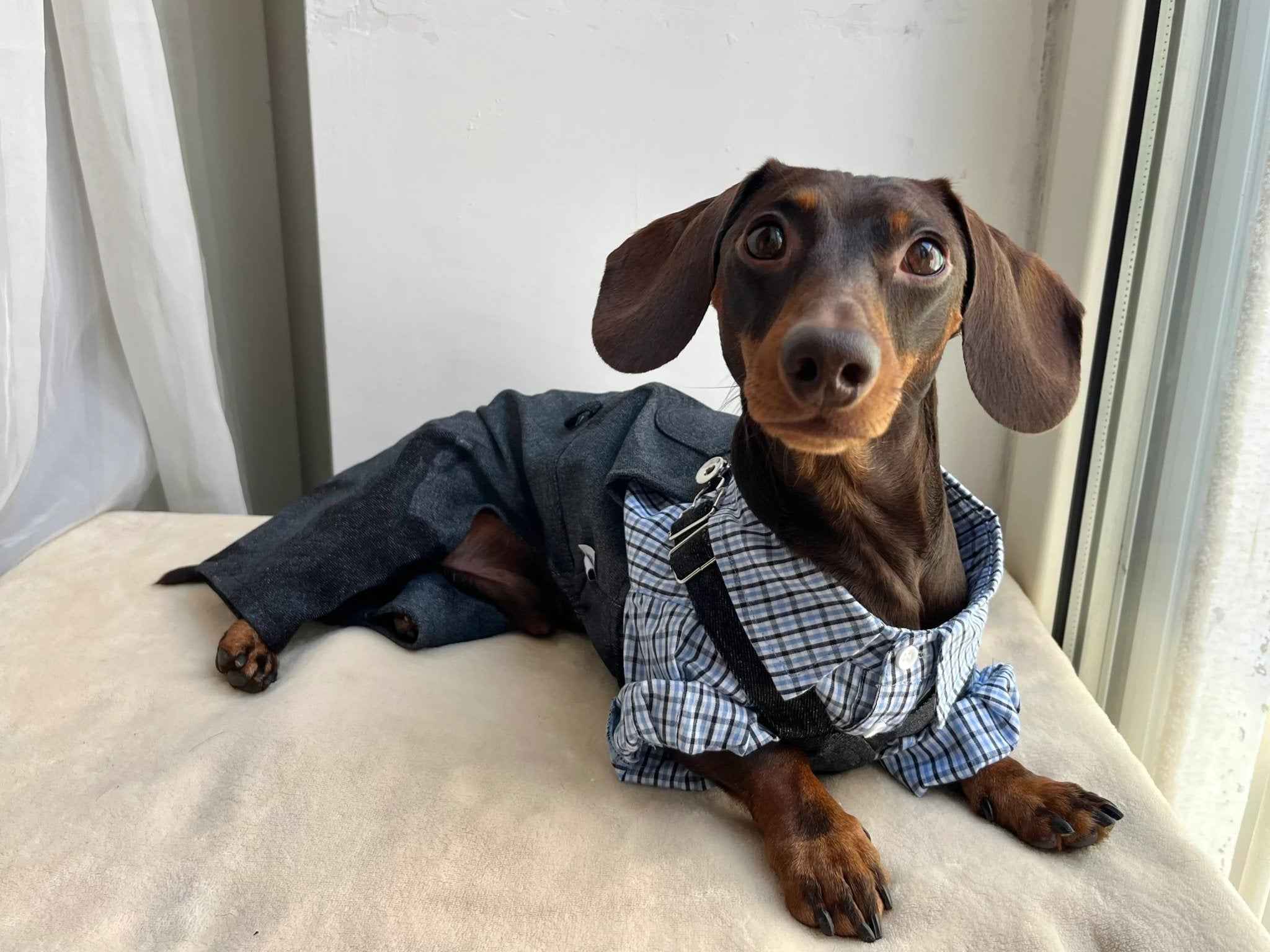 Salopette in Denim Sbiadito Blu Scuro per Animali – Regolabile, Resistente e Traspirante