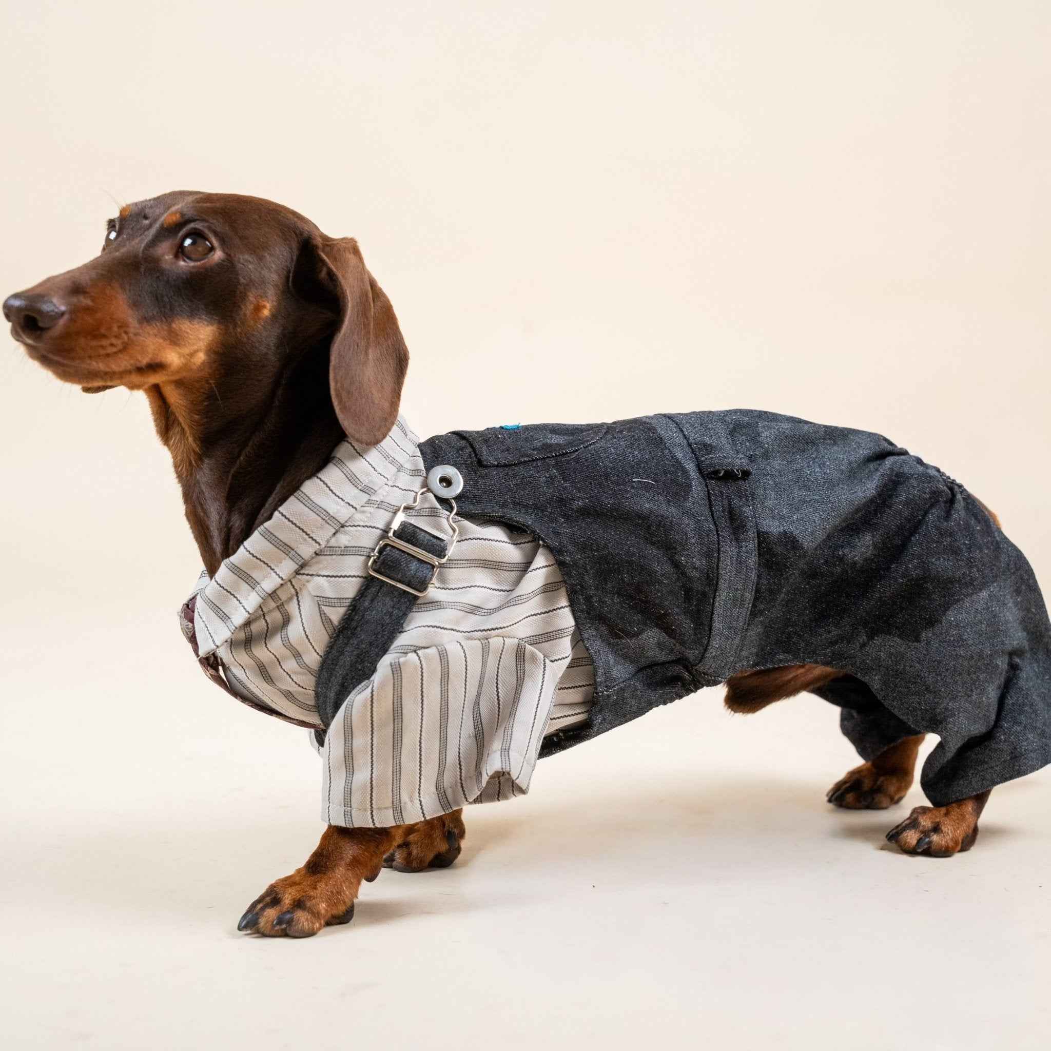 Salopette in Denim Sbiadito Blu Scuro per Animali – Regolabile, Resistente e Traspirante