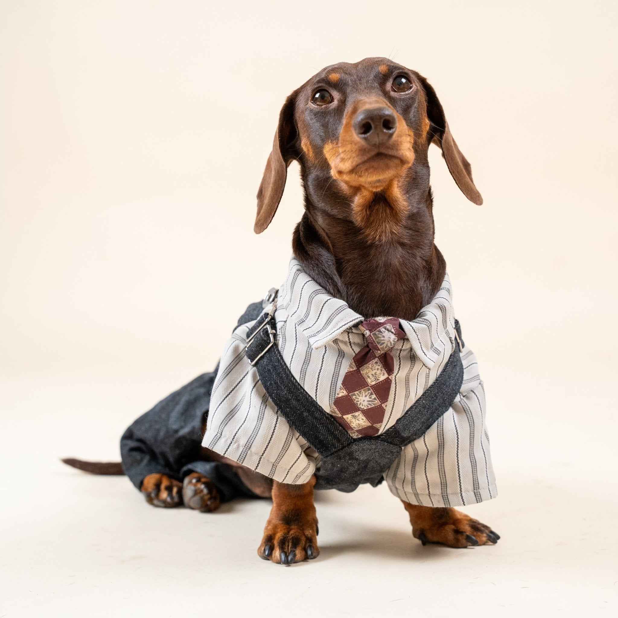 Salopette in Denim Sbiadito Blu Scuro per Animali – Regolabile, Resistente e Traspirante