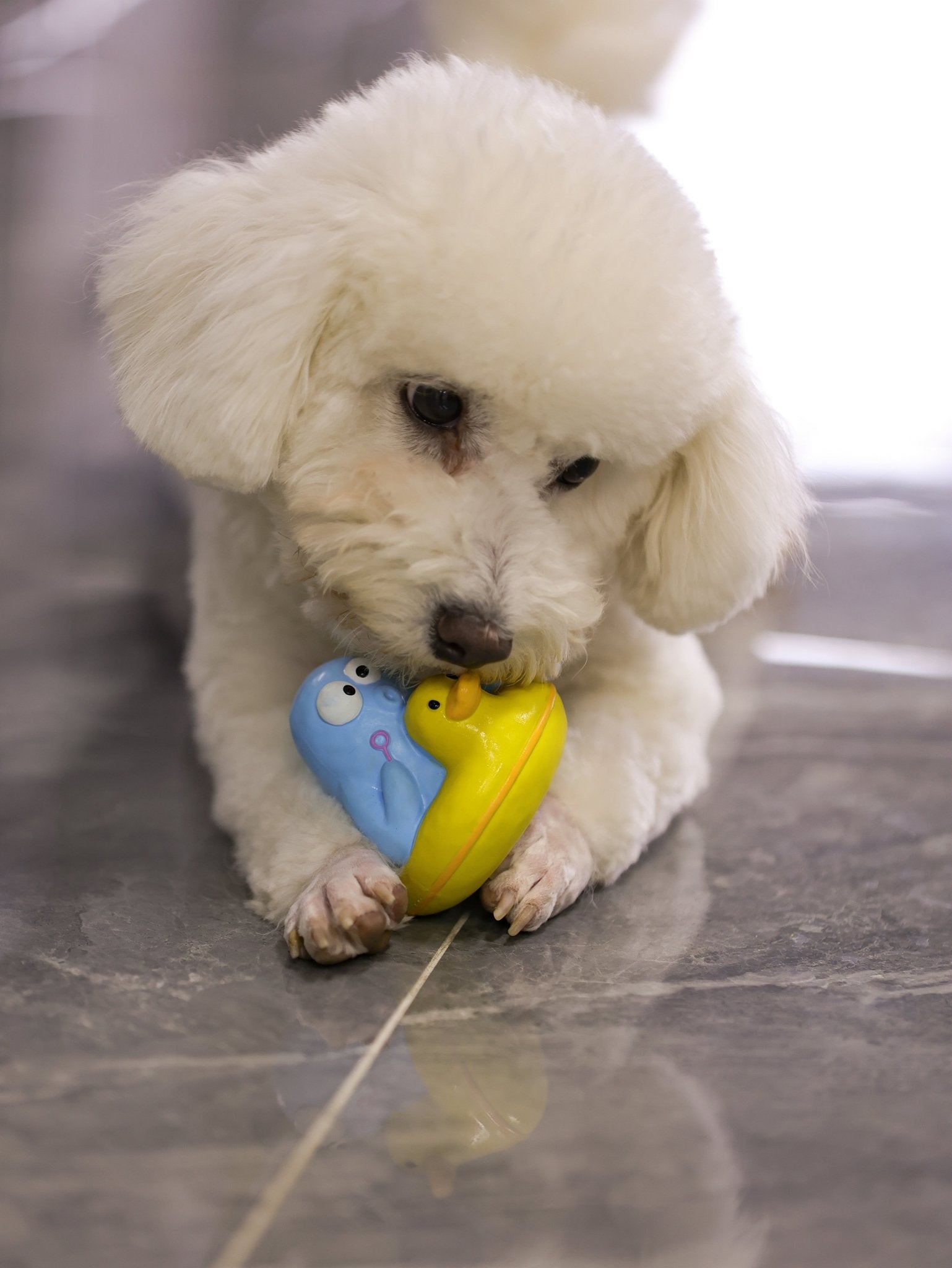 Swimming Duck Dog Toy – Floatable, Durable & Water - Ready Fun - Paw Charge
