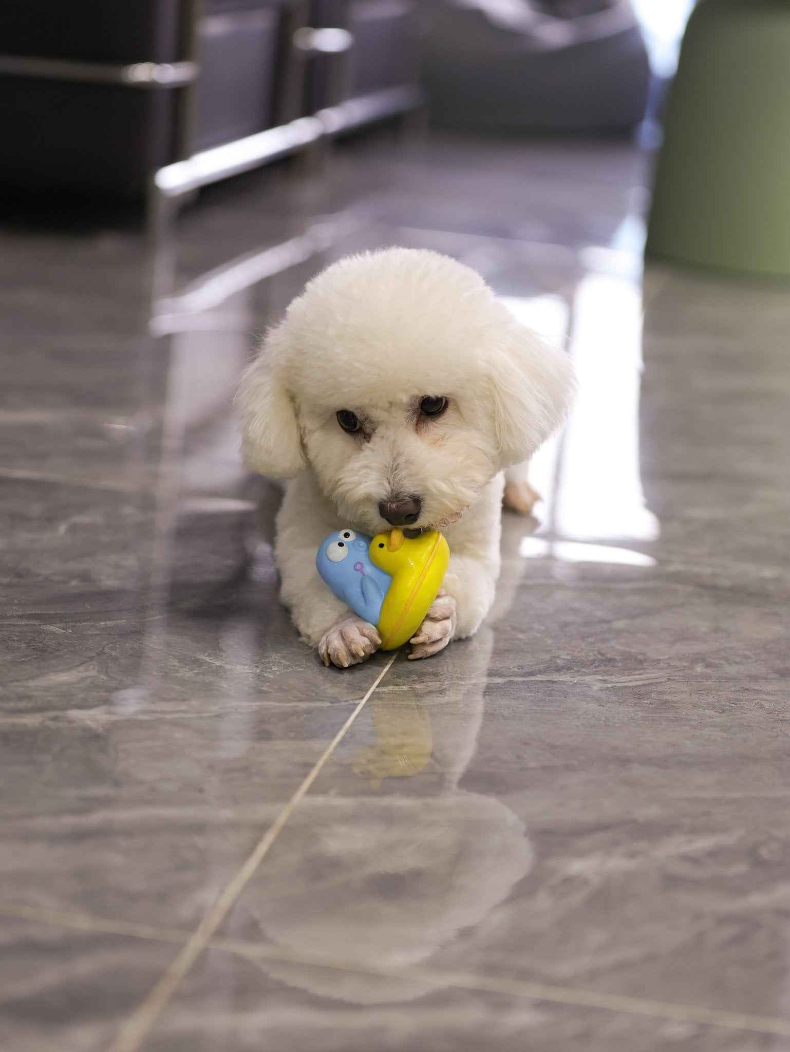 Giocattolo per Cani a Forma di Anatra – Galleggiante, Resistente e Perfetto per l’Acqua