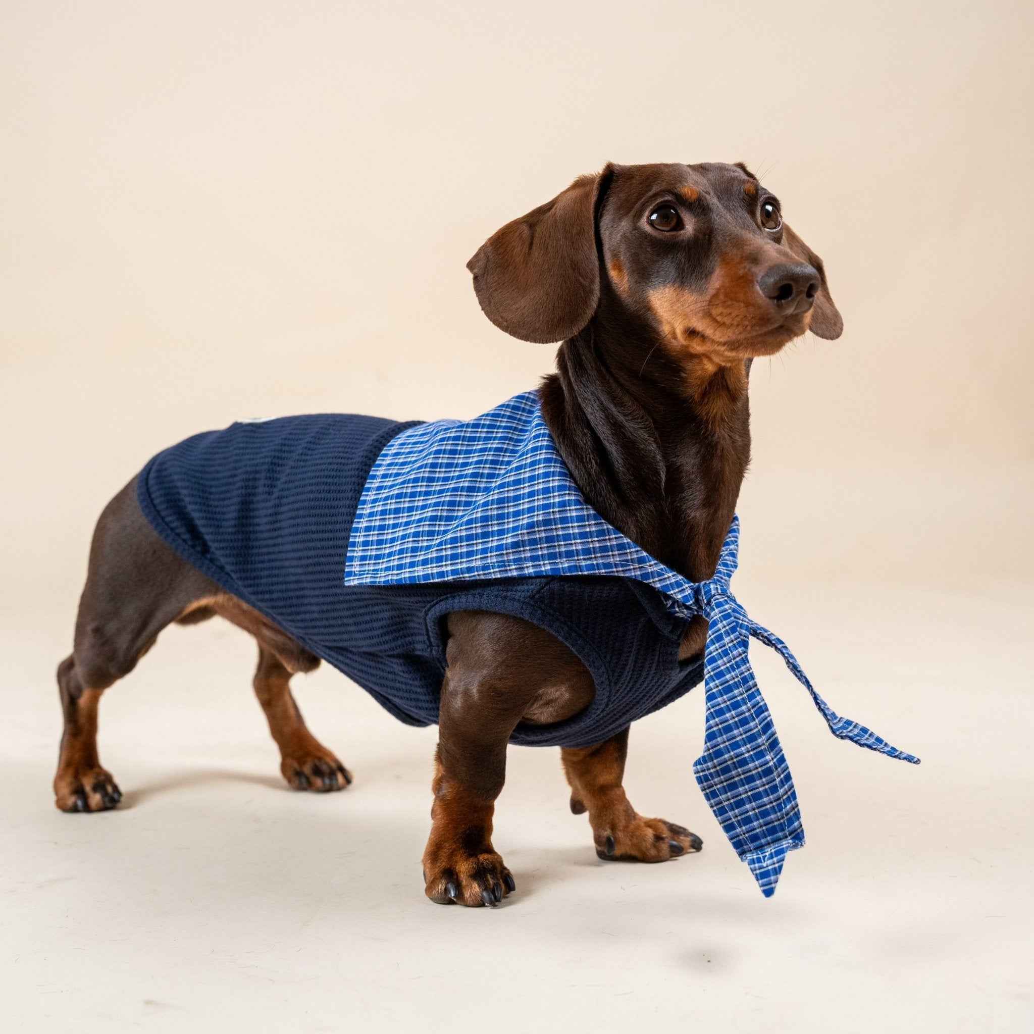 Top Marinaro per Animali – Comfort e Stile Nautico