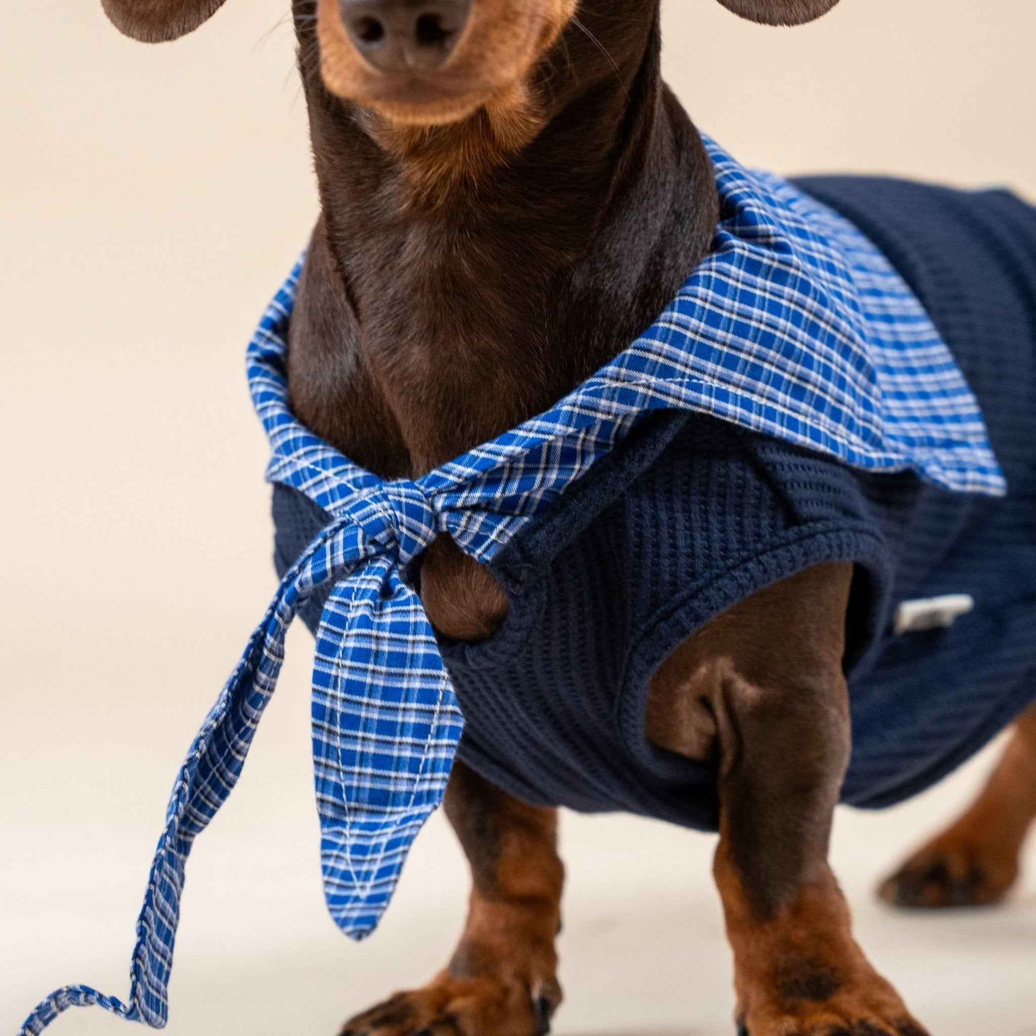 Top Marinaro per Animali – Comfort e Stile Nautico