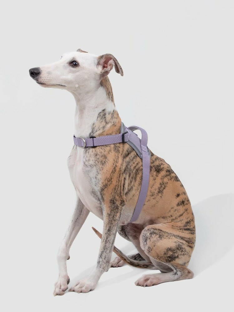 Valley Series Eco - Friendly Dog Chest Harness - Paw Charge