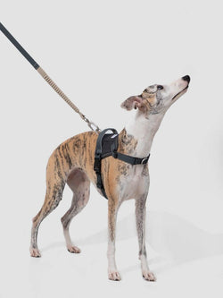 Valley Series Eco - Friendly Dog Chest Harness - Paw Charge