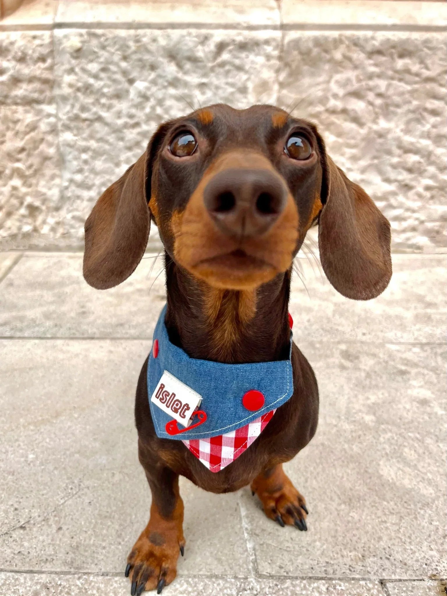 Vintage Denim & Gingham Pet Bandana – Soft Style with Bold Red Button Details - Paw Charge